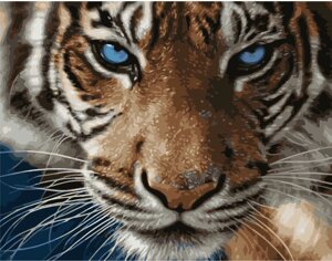 Картина за номерами Strateg Тигр блакитноокий, 40х50 см