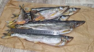 Coryushka Icrya Far Sastern 30+