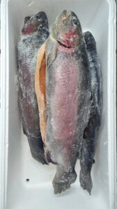 Рыба красная форель 3-4 кг