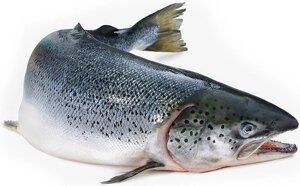 Рыба красная лосось размер 5-6
