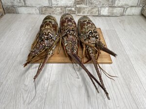 Розміром Омара 1 кг+