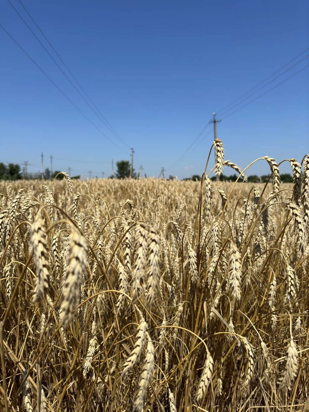 Пшениця Шестопалівка безоста від компанії "Агрохімія" Засоби захисту рослин та Посівний Матеріал - фото 1