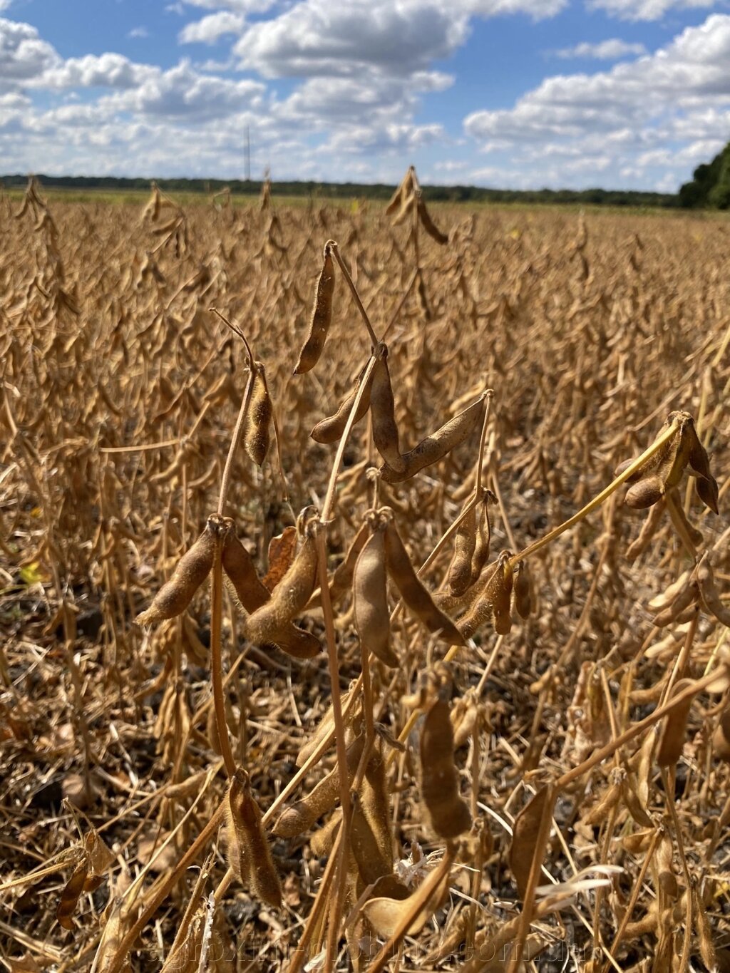 Соя S0009-M2 мішок 25кг від компанії "Агрохімія" Засоби захисту рослин та Посівний Матеріал - фото 1
