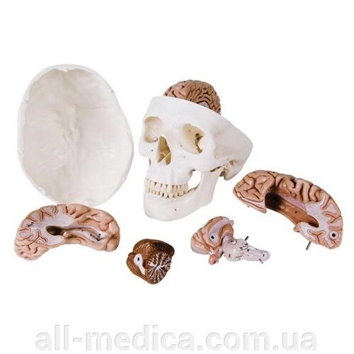 Анатомічна модель черепа людини з мозком від компанії Інтернет-магазин "ALL Medica" - фото 1