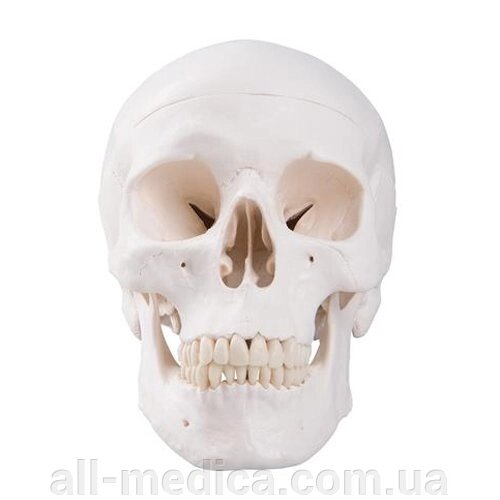 Анатомічна модель черепа людини від компанії Інтернет-магазин "ALL Medica" - фото 1