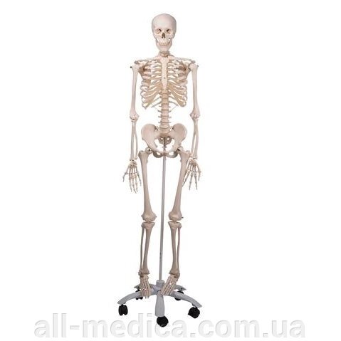 Анатомічна модель скелета людини Стен - опт