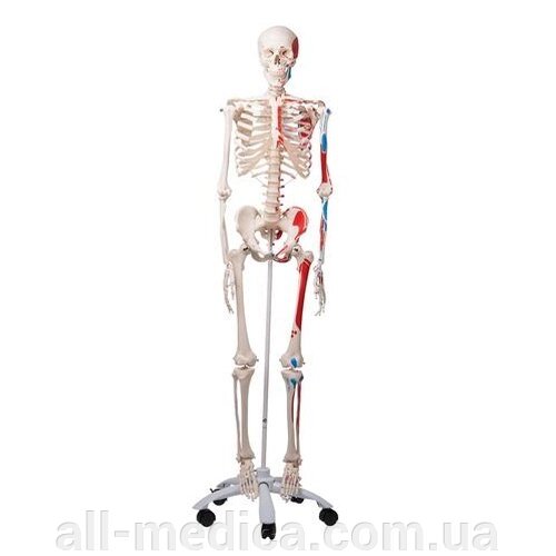 Анатомічна модель скелета людини з м&#039;язами Макс - інтернет магазин