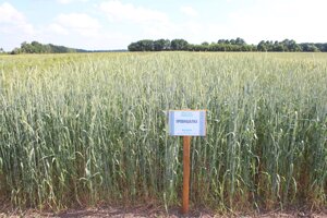 М’яка яра пшениця Провінціалка насіння Супереліта