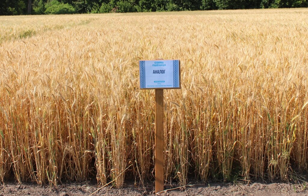 Насіння озимої пшениці сорту Аналог 1 репродукція від компанії Ячмінь ярий посівний, насіння вівса голозерного - Носівська СДС - фото 1