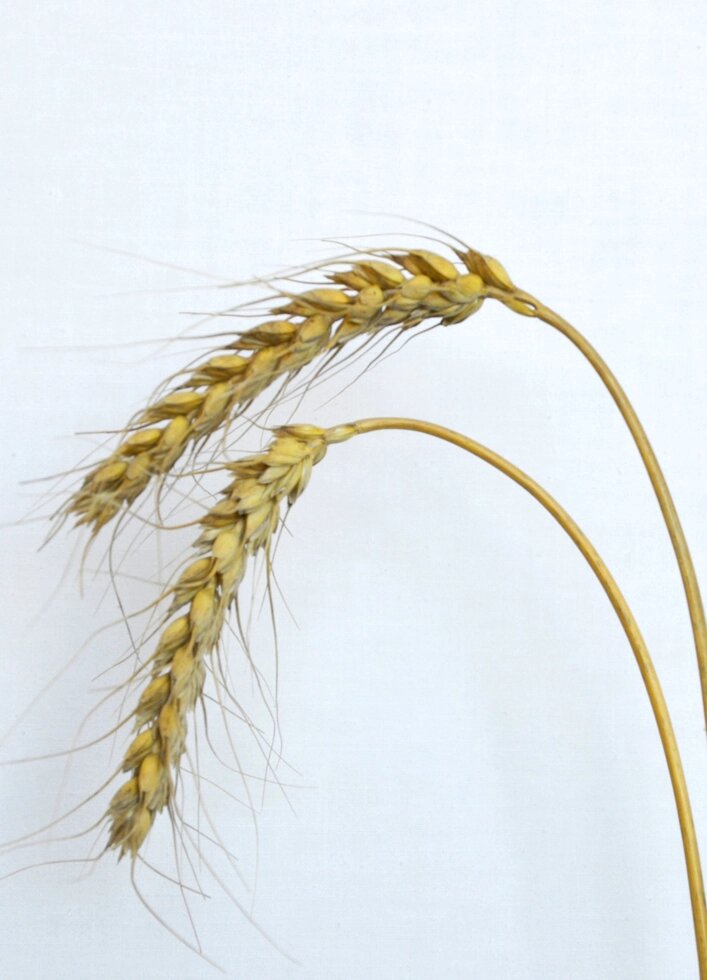 Насіння озимої пшениці сорту Розумниця еліта від компанії Ячмінь ярий посівний, насіння вівса голозерного - Носівська СДС - фото 1