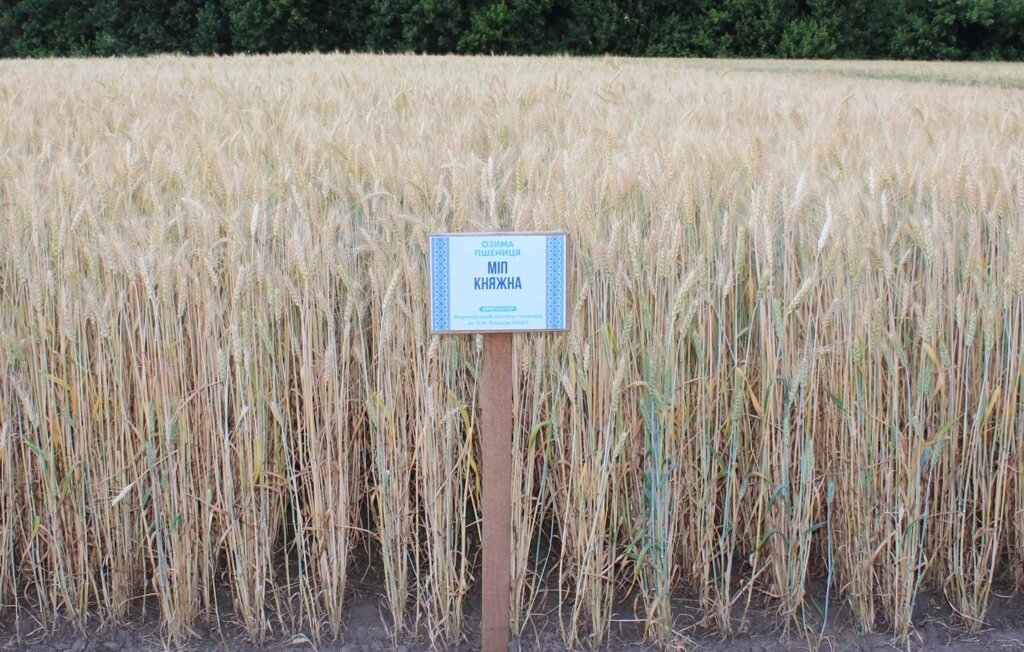 Насіння озимої пшеницісорту МІП Княжна еліта від компанії Ячмінь ярий посівний, насіння вівса голозерного - Носівська СДС - фото 1