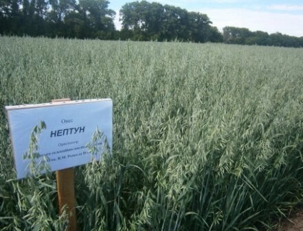 Насіння вівса посівного сорту Нептун еліта від компанії Ячмінь ярий посівний, насіння вівса голозерного - Носівська СДС - фото 1
