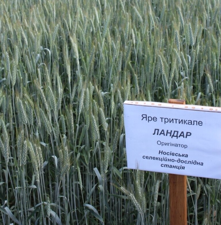 насіння ярого тритікале Ландар