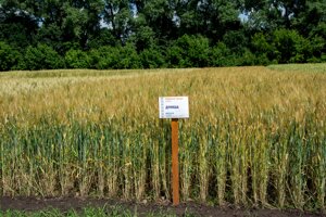 Насіння пшениці твердої (озимої) сорту Дуняша 1 генерація