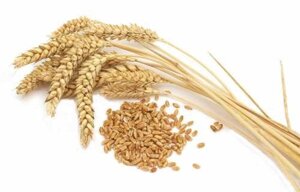 Насіння ярої пшениці