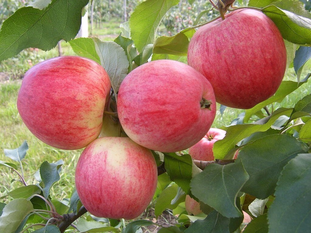 Саджанці літньої яблуні Мантет від компанії Ячмінь ярий посівний, насіння вівса голозерного - Носівська СДС - фото 1