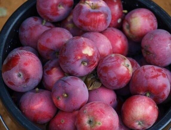 Саджанці яблуні циганочку (ранньозімовій сорт) від компанії Ячмінь ярий посівний, насіння вівса голозерного - Носівська СДС - фото 1