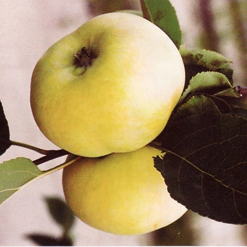 Саджанці яблуні Донешта (пізньолітній сорт) від компанії Ячмінь ярий посівний, насіння вівса голозерного - Носівська СДС - фото 1