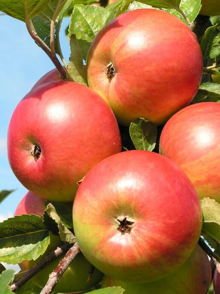 Саджанці яблуні ФРІДОМ (осінній сорт) від компанії Ячмінь ярий посівний, насіння вівса голозерного - Носівська СДС - фото 1