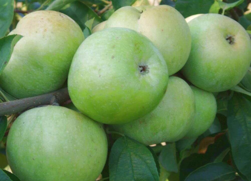 Саджанці яблуні Мінкар (зимовий сорт) від компанії Ячмінь ярий посівний, насіння вівса голозерного - Носівська СДС - фото 1