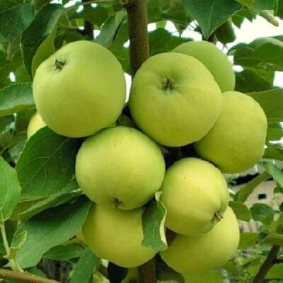 Саджанці яблуні Папіровка від компанії Ячмінь ярий посівний, насіння вівса голозерного - Носівська СДС - фото 1