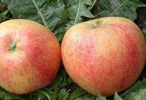 Саджанці яблуні Теремок (осінній сорт) від компанії Ячмінь ярий посівний, насіння вівса голозерного - Носівська СДС - фото 1