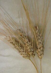 Тверда яра пшениця Надюша насіння Супереліта