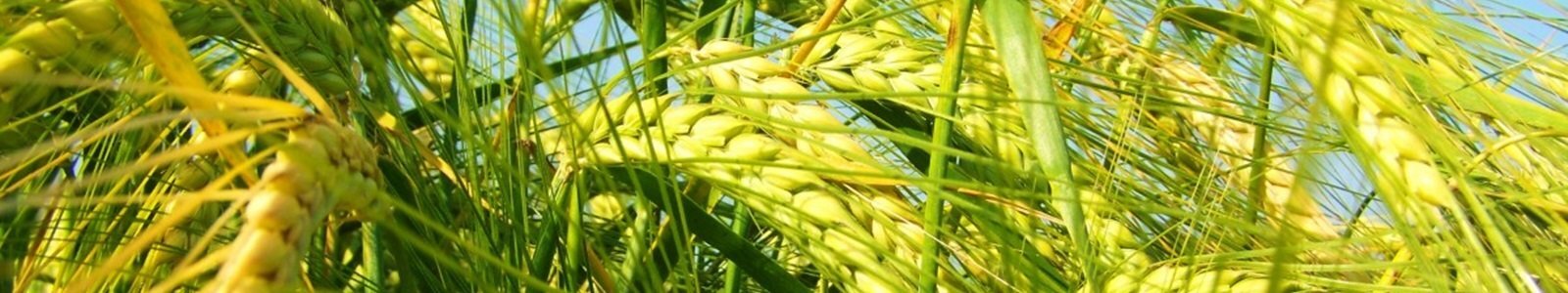 Ячмінь ярий посівний, насіння вівса голозерного - Носівська СДС