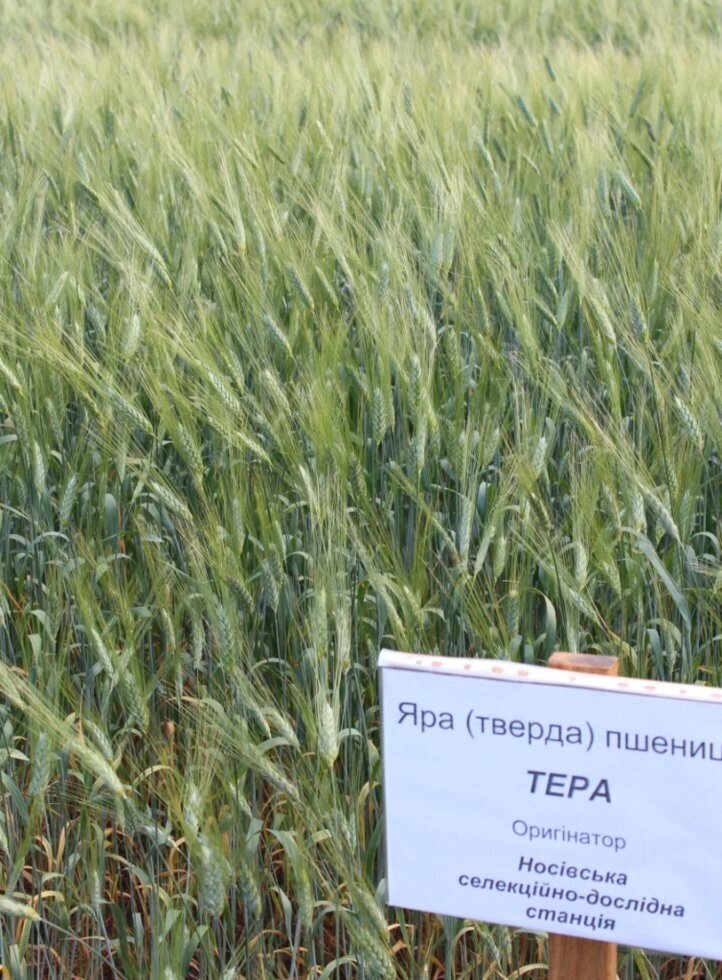 Яра пшениця тверда Тера СН-1 від компанії Ячмінь ярий посівний, насіння вівса голозерного - Носівська СДС - фото 1