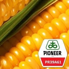 Насіння кукурудзи ПР38І34 / PR38Y34