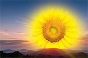 Насіння соняшнику Семена соняшнику СІ Арізона