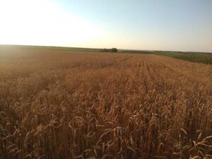 BONNET степ еліта яра культура