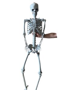 Велика модель скелета RESTEQ 180 см. Детальна фігурка скелета. Анатомічний скелет людини