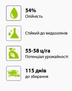 Тео насіння соняшнику