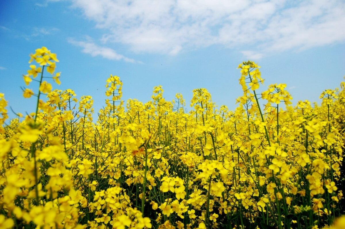 тестарапс склеювач