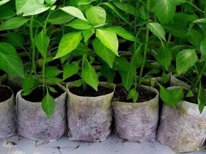 Мішки для рослин і розсади з нетканого матеріалу 20х35 см, 10шт