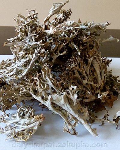 Ісландський мох цетрарія 100 грамм від компанії ДАРИ КАРПАТ - фото 1