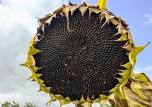 насіння соняшника Ясон
