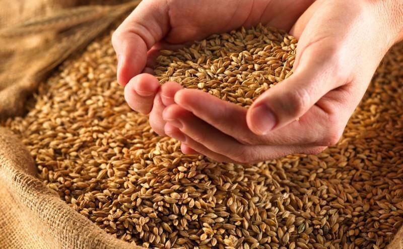 Рясний урожай пшениці