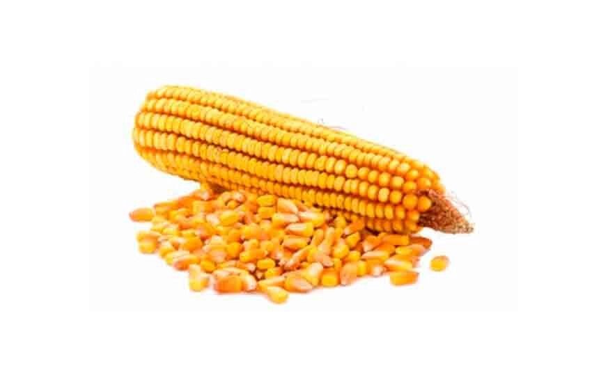 Інокулянт для кукурудзи Binoc від компанії ТОВ «ТАМІС-АГРО» - фото 1