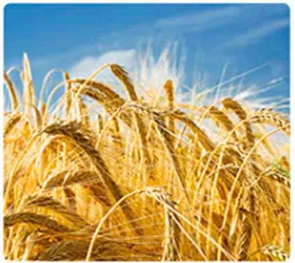 Мікродобріво "Урожай зерно" від компанії ТОВ «ТАМІС-АГРО» - фото 1
