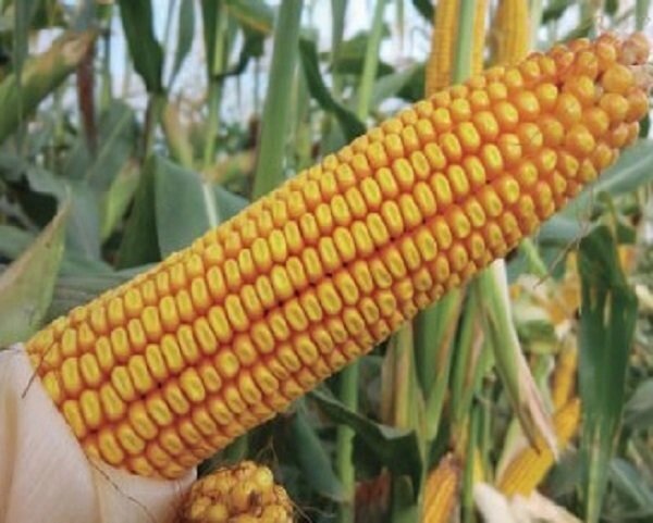 Насіння кукурудзи НС 3030 від компанії ТОВ «ТАМІС-АГРО» - фото 1