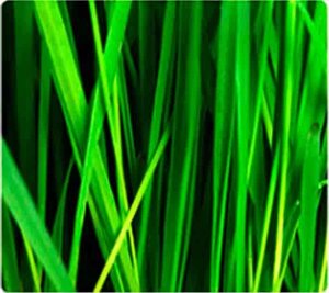 Мікродобрива "Урожай марганець"