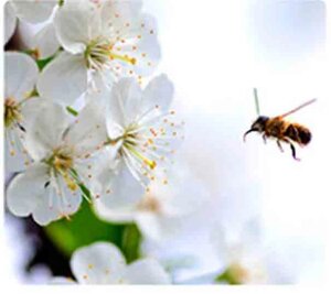 Мікродобрива "Урожай фіто сад"