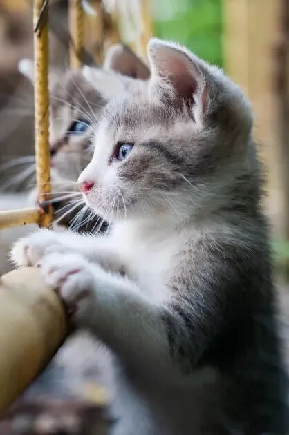 Настінний нагрівач Кошенята Тріо від компанії Medzenet - фото 1