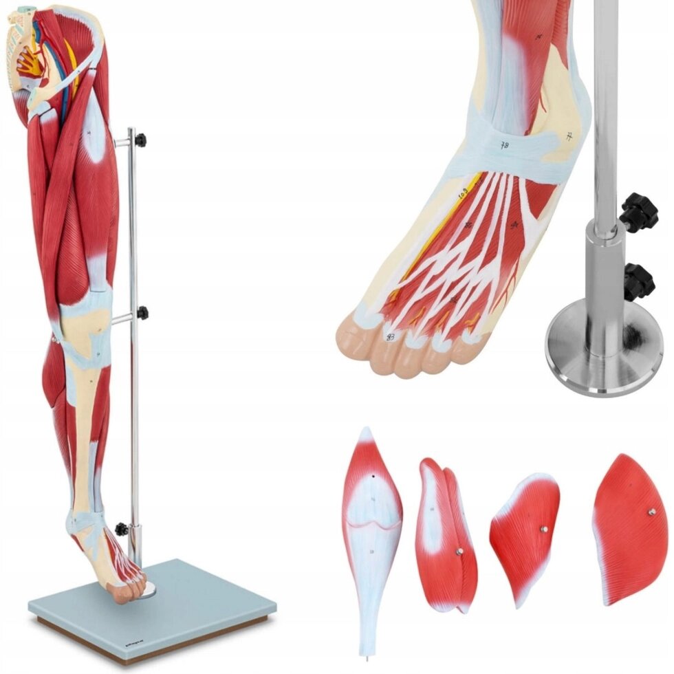 Анатомическая модель 3d мышечных ног Человек від компанії Euromarka - фото 1