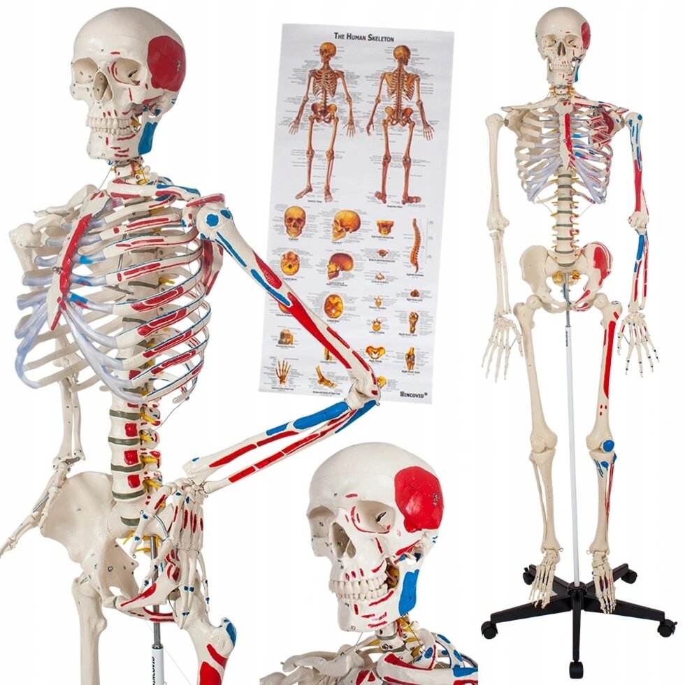 Анатомическая модель Анатомический скелет человеческая модель человека 400963 від компанії Euromarka - фото 1