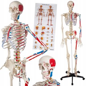 Анатомическая модель Анатомический скелет человеческая модель человека 400963