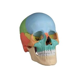 Анатомическая модель остеопатический череп 22 частей