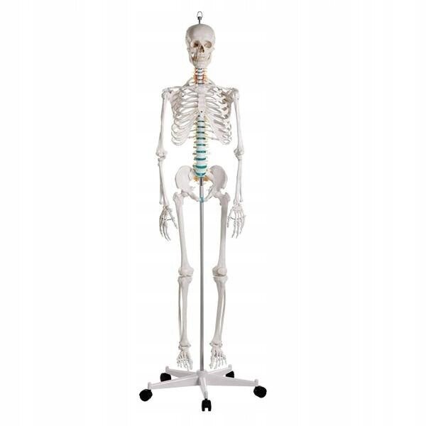 Анатомическая модель Полноразмерный мужской скелет - 178 см від компанії Euromarka - фото 1